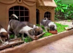 娱乐吃瓜酱寺庙里的小狗,见证信仰与生命的温馨瞬间