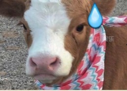 娱乐吃瓜酱妈妈的宠物,揭秘宠物界的明星生活