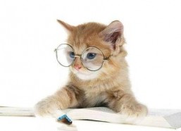 娱乐吃瓜君猫咪,揭秘娱乐圈的萌宠生活