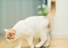 娱乐吃瓜君猫带体检,揭秘明星宠物健康生活