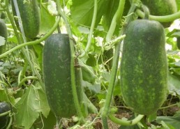 吃瓜百科,揭秘娱乐圈幕后真相与趣味故事