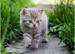 娱乐吃瓜小猫咪小说在线阅读,揭秘娱乐圈幕后风云