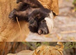 娱乐吃瓜酱小动物