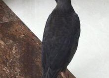 娱乐吃瓜小八哥是谁,网络红人的崛起之路