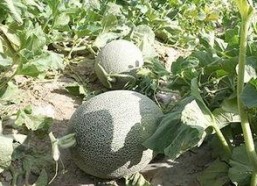 娱乐吃瓜酱紫,吃瓜群众酱紫解读热点事件