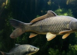 吃瓜娱乐小鲤鱼视频,趣味视频引网友热议