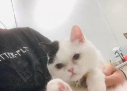 娱乐吃瓜酱猫传腹,揭秘“猫传腹”事件背后的真相与反思