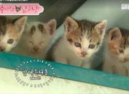 娱乐吃瓜酱猫妈妈视频下载,揭秘萌宠日常